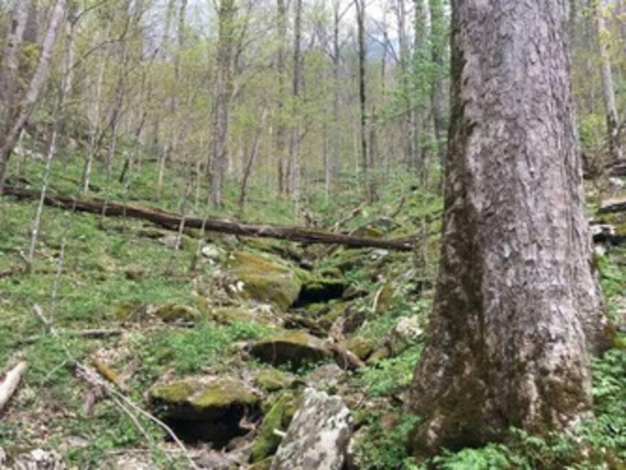 Beary Tale! Your Happily Ever After Starts Here! Sevierville Zewnętrze zdjęcie